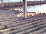 Poultry Habitat